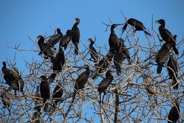 Cormorants