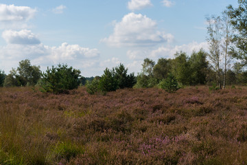 Obraz premium Heather moorland in Kempen forests, North Brabant, the Netherlands