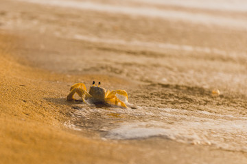 Crab running out of the water