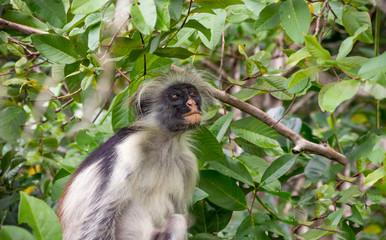 Kirk's red colobus. Africa, Zanzibar.