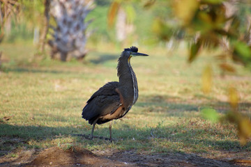 Tiger heron