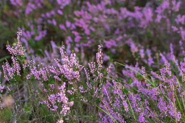 Close up heather moorland in Kempen forests, North Brabant, the Netherlands