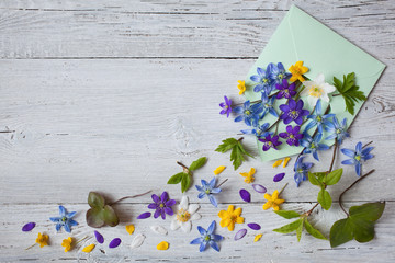 Forest spring flowers anemone, scilla in an envelope on a wooden background