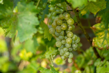 White wine grape in the vineyard