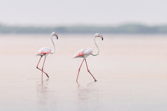 Flamingos nas salinas do Mussulo (saco dos flamingos) pr&oacute;ximo da cidade de Luanda, Angola
