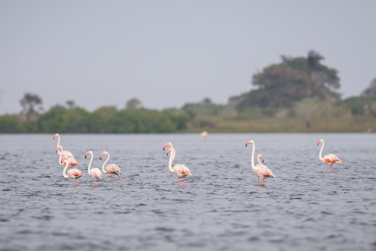 Flamingos nas salinas do Mussulo (saco dos flamingos) pr&oacute;ximo da cidade de Luanda, Angola