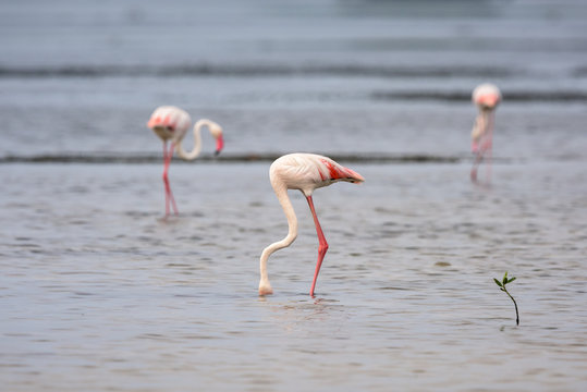 Flamingos nas salinas do Mussulo (saco dos flamingos) pr&oacute;ximo da cidade de Luanda, Angola