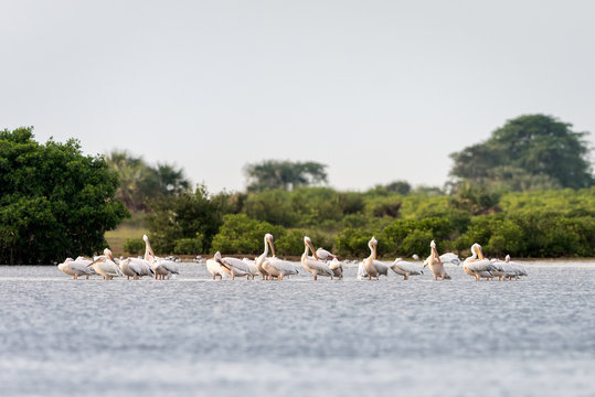 Pelicanos nas salinas do Mussulo (saco dos flamingos) pr&oacute;ximo da cidade de Luanda, Angola