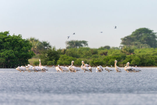 Pelicanos nas salinas do Mussulo (saco dos flamingos) pr&oacute;ximo da cidade de Luanda, Angola