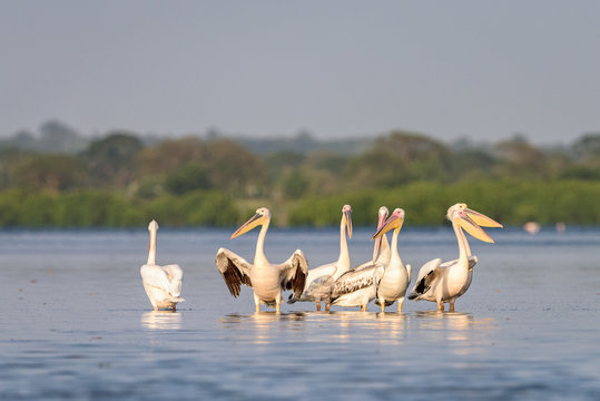 Pelicanos nas salinas do Mussulo (saco dos flamingos) pr&oacute;ximo da cidade de Luanda, Angola