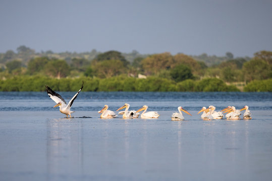 Pelicanos nas salinas do Mussulo (saco dos flamingos) pr&oacute;ximo da cidade de Luanda, Angola