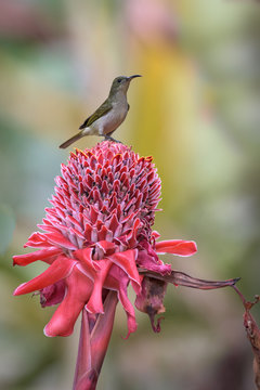 Scenic view of a sunbird bird in forest perched on a porcelain rose flower