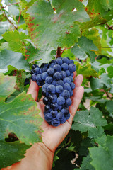Ripe red wine grape ready to harvest