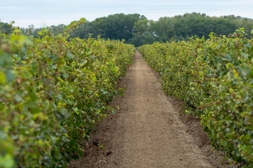 Fototapeta na wymiar Ripe red wine grape ready to harvest, sandy vineyard in Camargue, Languedoc, France