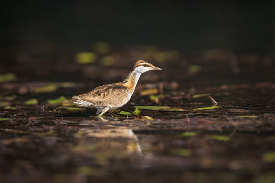 Jacana-pequena (Microparra capensis) nas margens do rio Cubango, prov&iacute;ncia do Cuando Cubango, Angola