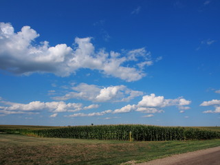 Fototapeta na wymiar Iowa Cornfields in Summer with Big Sky