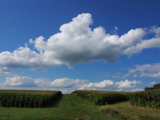 Iowa Cornfields in Summer with Big Sky