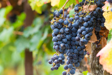 Ripe red wine grape ready to harvest