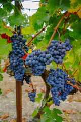 Ripe red wine grape ready to harvest