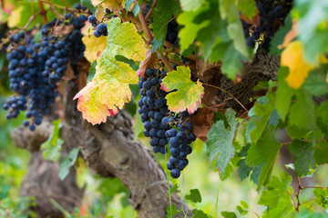 Ripe red wine grape ready to harvest