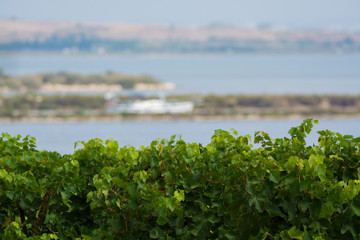 Fototapeta premium Vineyard in Domaine de Maguelone near Montpellier, South France, red wine grape