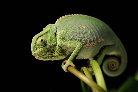 Camale&atilde;o Dilepis (Chamaeleo dilepis) 