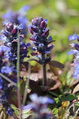 kriechender Günsel - bugleweed - Ajuga reptans