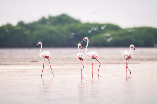 Flamingos nas salinas do Mussulo (saco dos flamingos) pr&oacute;ximo da cidade de Luanda, Angola