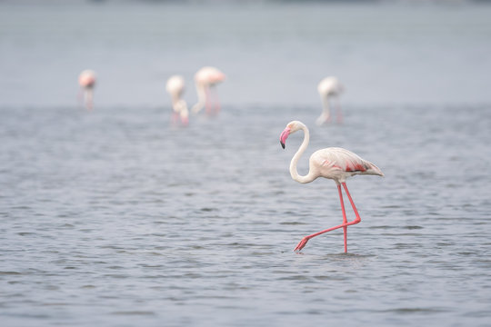 Flamingos nas salinas do Mussulo (saco dos flamingos) pr&oacute;ximo da cidade de Luanda, Angola