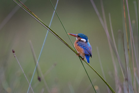 Um pica-peixe-de-poupa nas margens da lagoa Salia Kembo na prov&iacute;ncia do Moxico, Angola