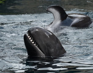 False killer whale, It shares characteristics with the more widely known killer whale (Orca) in...