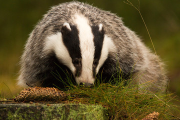 Dachs © Klaus Brauner
