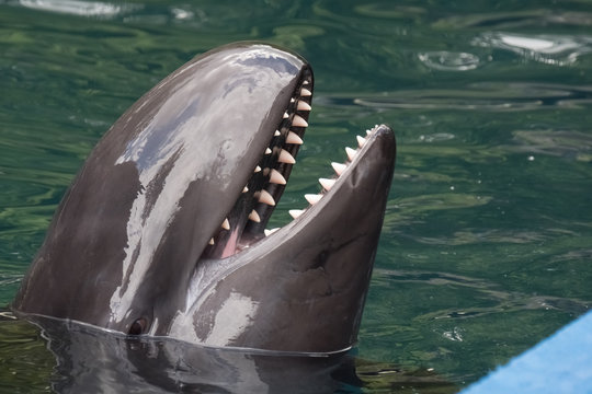 False Killer Whale, It Shares Characteristics With The More Widely Known Killer Whale (Orca) In Appearance Amnd Behavior Both Species Attack And Kill Other Marine Mammals. Vancouver, BC, Canada