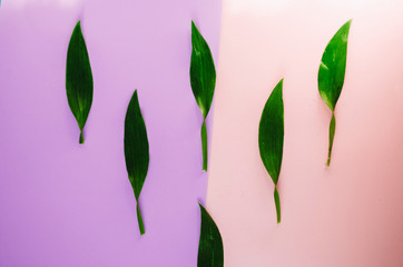 leaves are green. background of two colors by half. pink purple