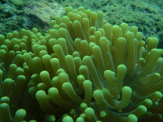 Andhaman beach coral