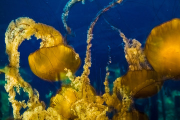 Fascinating dance of Pacific sea nettle jellyfish,, Vancouver, BC, Canada