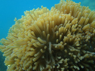 Sea Corals