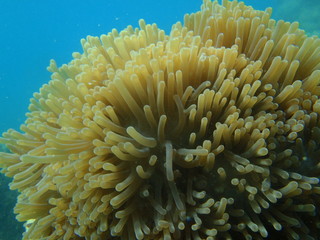 Sea Corals