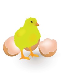 Little chicken in front of the eggshell, vector