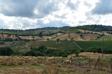 Naklejka premium Tuscany, Italy 19 August 2014 at 17:00. Typical view of the Tuscan nature.