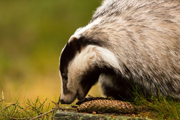fressender Dachs © Klaus Brauner