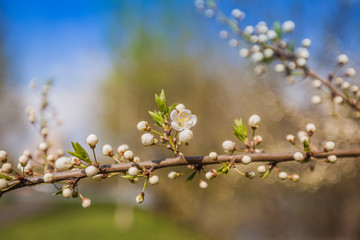 White Cherry Flowers Branch Spring Day