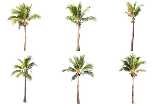 six coconut tree isolated on white background