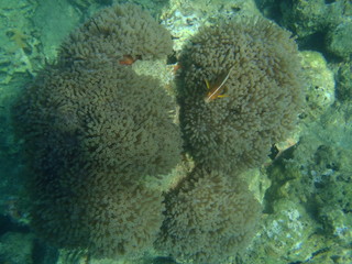 Fish in the Carols