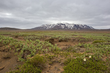 Fototapeta premium Icelandic nature landscape scenery near Hvitarnes. Low green vegetation and white flowers in foreground and hill covered with snow in background. Nordic nature in summer.
