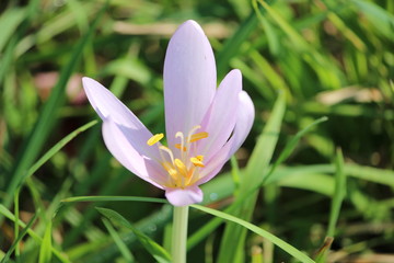 Fototapeta premium Herbstzeitlose - autumn crocus - Colchicum autumnale - Blüte