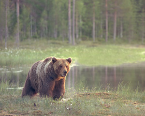 Obraz premium Big male brown bear (Ursus arctos) walking in the bog at sunset