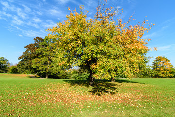 Fototapeta premium sunny day in summer park