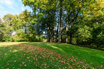 sunny day in summer park
