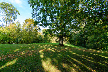 sunny day in summer park